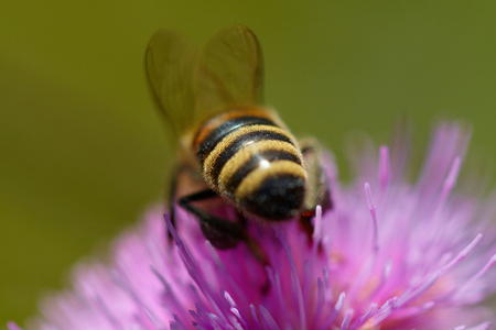 The bee collects the nectar on the thistle flowerの写真素材