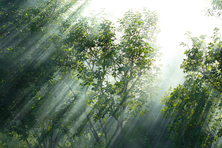 Smoke spreads among the trees filled the sunlightの写真素材