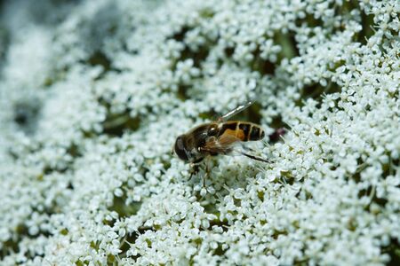 Fly sitting on the yarrow inflorescenceの写真素材