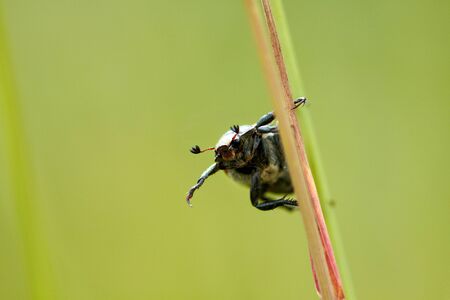 Grass beetle on the stem. Blused backgroundの写真素材