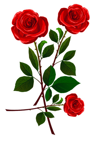 Realistic red rose collection isolated on whiteのイラスト素材