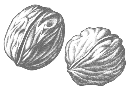 Hand drawn walnut artwork. Pencil sketch on white background.のイラスト素材