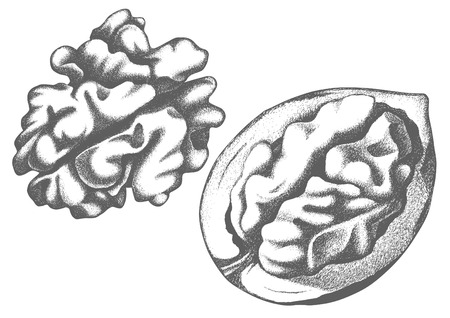 Hand drawn peeled walnut artwork. Pencil sketch on white background.のイラスト素材