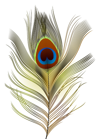 Realistick Peacock feather on white background.のイラスト素材