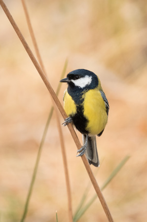 Parus Major, Carbonero commonの写真素材