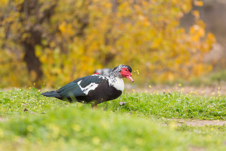 Muscovy duckの写真素材