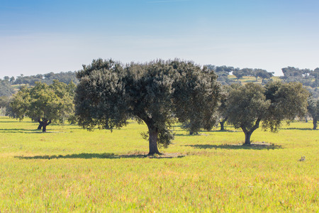 Oaks in the green pastures of Extremadura, Spainの写真素材