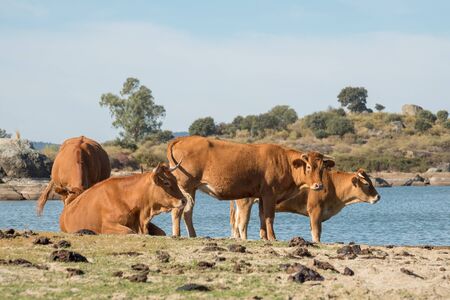 Cows of spanish retinta breed are drinking and eating grass on Barruecos zone, Caceres, Spainの写真素材