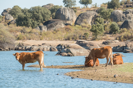 Cows of spanish retinta breed are drinking and eating grass on Barruecos zone, Caceres, Spainの写真素材