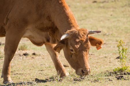 Cows of spanish retinta breed are drinking and eating grass on Barruecos zone, Caceres, Spainの写真素材