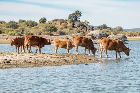 Cows of spanish retinta breed are drinking and eating grass on Barruecos zone, Caceres, Spainの写真素材