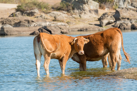 Cows of spanish retinta breed are drinking and eating grass on Barruecos zone, Caceres, Spainの写真素材