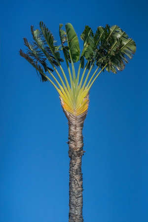 Tropical palm tree in nature against a cloudless blue skyの写真素材