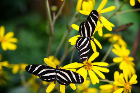 Zebra butterfly perched on yellow flowers and plantsの写真素材
