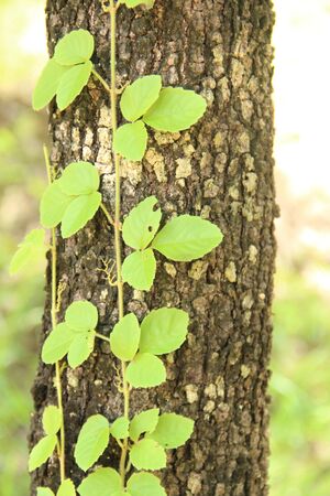 leaf and treeの写真素材