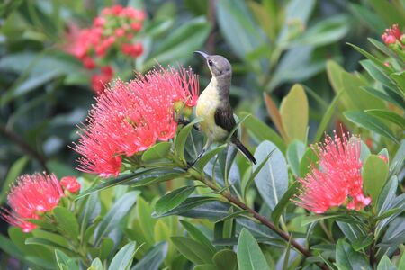 nice bird and flowerの写真素材