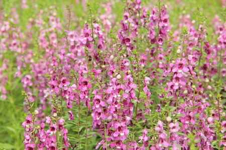 nice flowerの写真素材