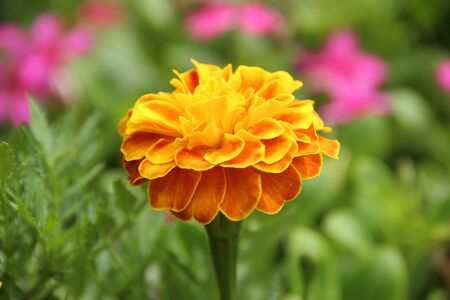 nice flowerの写真素材