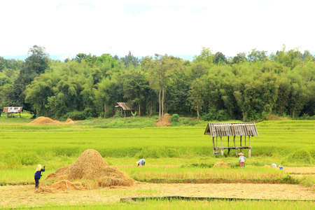 thai farmer at nanの写真素材