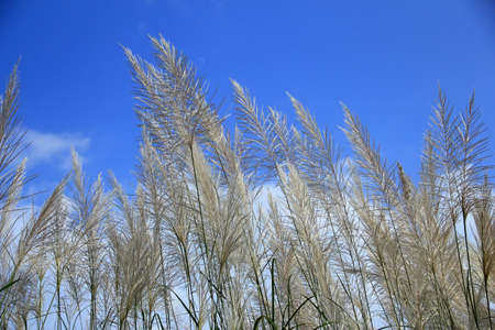 white grass flowerの写真素材