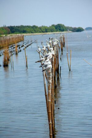 seagull at bangpoo,thailandの写真素材