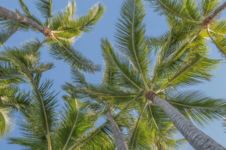 Hawaiian coconut palm trees with blue sky background.