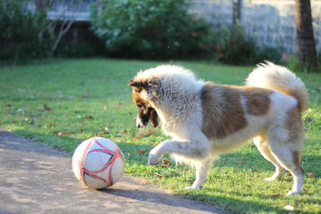 dog play footballの写真素材