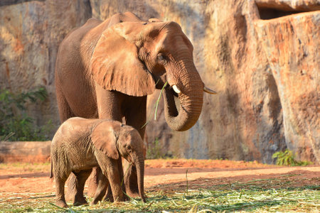 African Elephantの写真素材