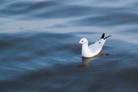 Seagullの写真素材