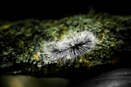 Hairy caterpillar on rockの写真素材