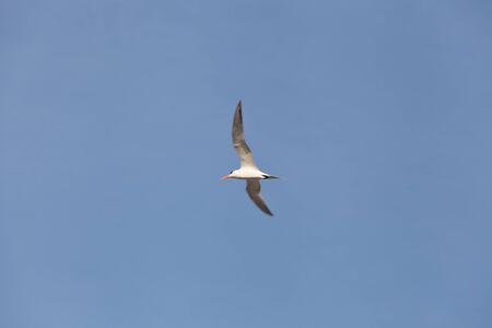 Black Headed Gull flying in the blue skyの写真素材