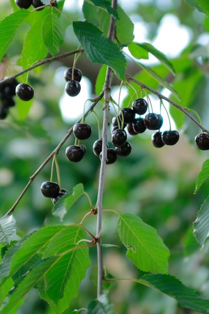 black cherriesの写真素材