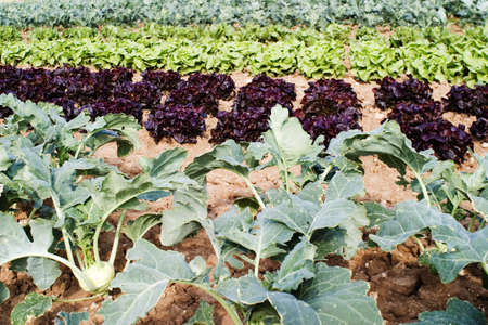 field with saladの写真素材