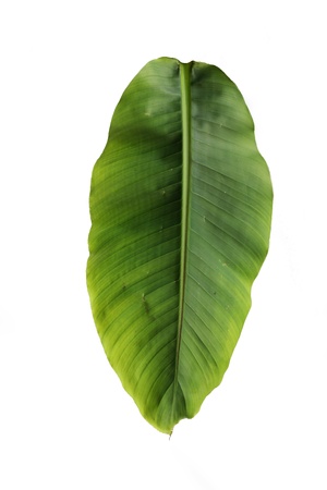 single banana leaf greenの写真素材
