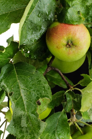 twig with leaves and applesの写真素材