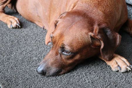 Closeup brown dog on the carpet, poor dog