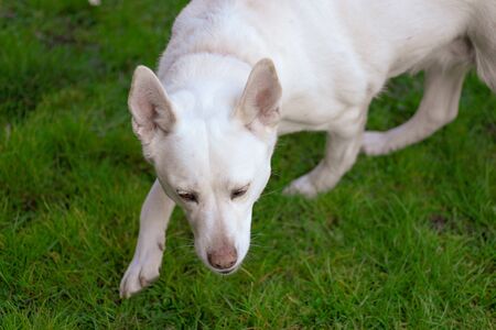 White labrador dog on a walk