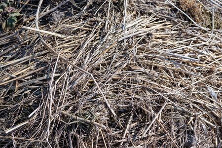 old dried grass, natural disasterの写真素材