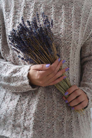 Woman  in the pink  knitted sweater holding dry lavender flowers
