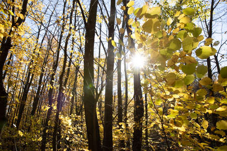 Autumn Forest Background in Slovakia. Sunny day