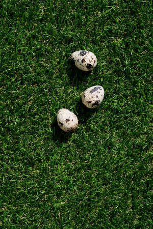 Quail eggs over green grass background. Happy Easter concept. Copy space. Top viewの写真素材
