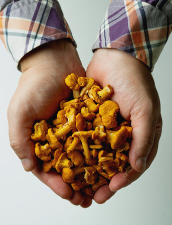 Close-up of hands holding chanterelle mushrooms. The earthy, golden mushrooms contrast with the...