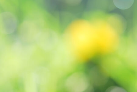 abstract green natural backgroundの写真素材