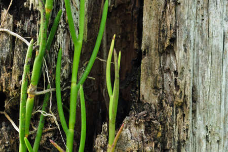 Bark texture of dead treeの写真素材