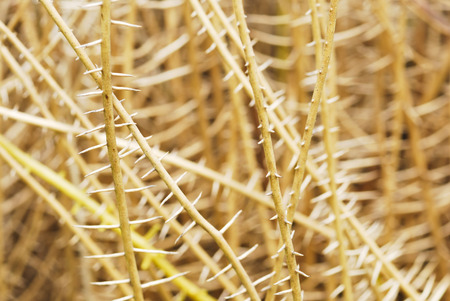 Texture of dry thorns root yellow backgroundの写真素材