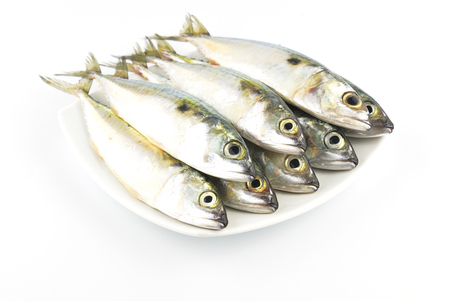 Fresh mackerel fishの写真素材