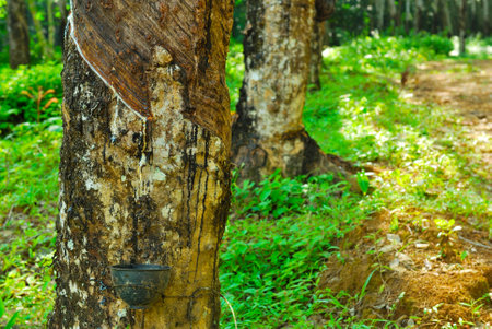Old rubber tree , rubber and caoutchouc , rubber tappingの写真素材