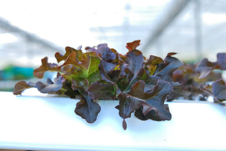 Red oak, green oak, cultivation hydroponics green vegetable in farmの写真素材