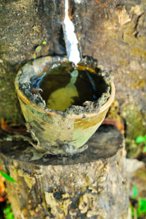Old rubber tree , rubber and caoutchouc , rubber tappingの写真素材