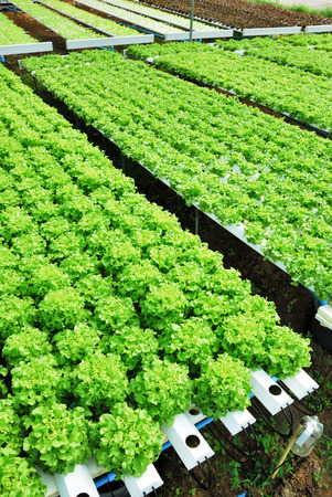 Red oak, green oak, cultivation hydroponics green vegetable in farmの写真素材
